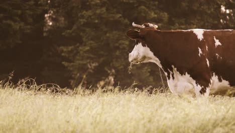 Una-Vaca-Masticando-Perezosamente-Una-Brizna-De-Hierba-En-Un-Prado-Al-Sol-De-La-Mañana