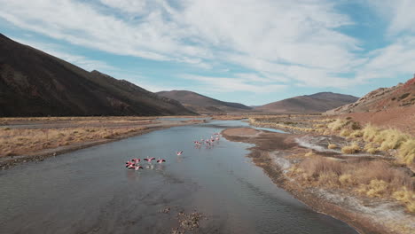 Beauty-of-flamingos-in-their-natural-habitat,-amidst-a-stone-river-in-the-mountains,-showcasing-the-elegance-and-vibrancy-of-these-majestic-birds