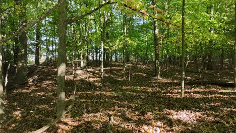 Langsamer-Und-Stiller-Blick-Auf-Ein-üppiges-Waldstück