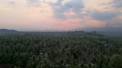 aerial view of a palm tree plantation at sunset or sunrise