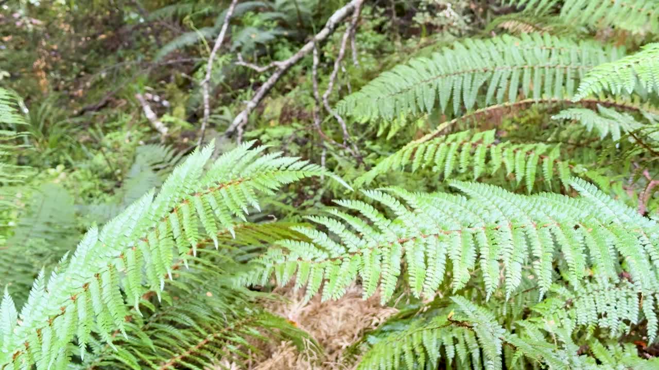 Vibrant green ferns sway gently in a serene forest setting, captured in soft natural light