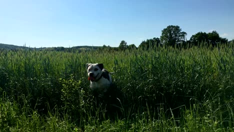 dog run and jumping