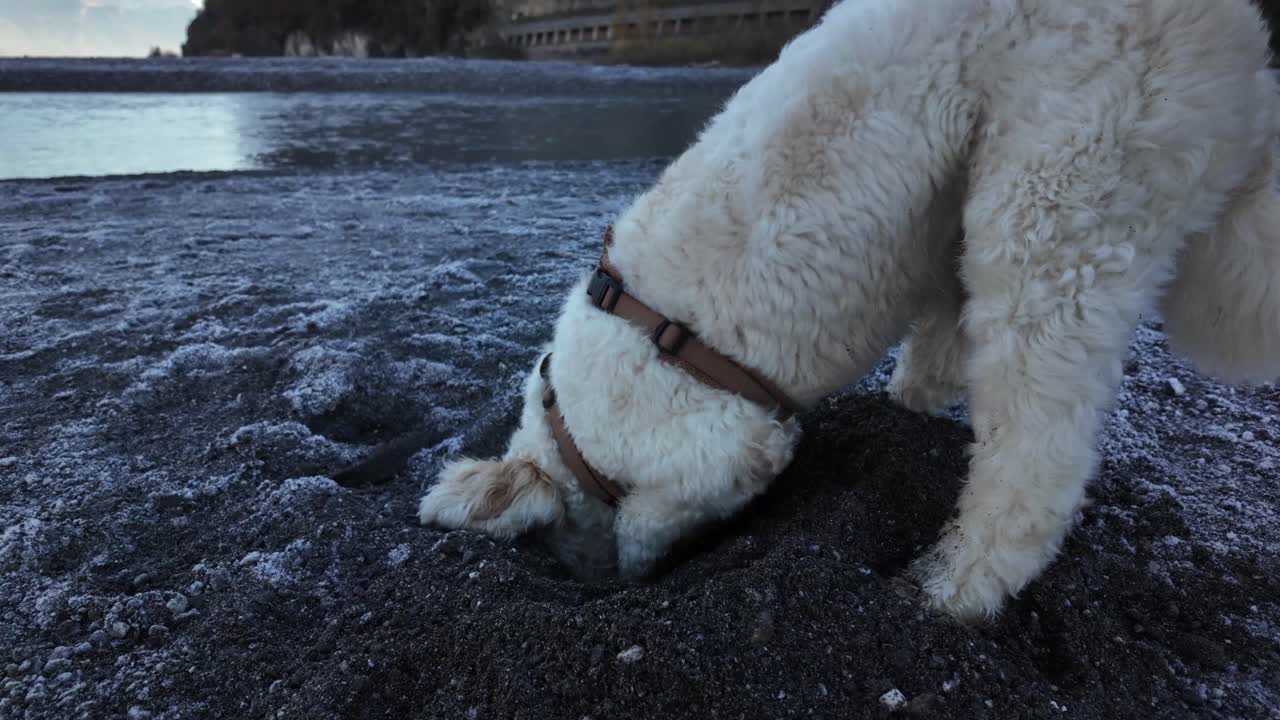 Dog Labradoodle pet breed cream fur coat digging hole outdoor soft ground sand soil