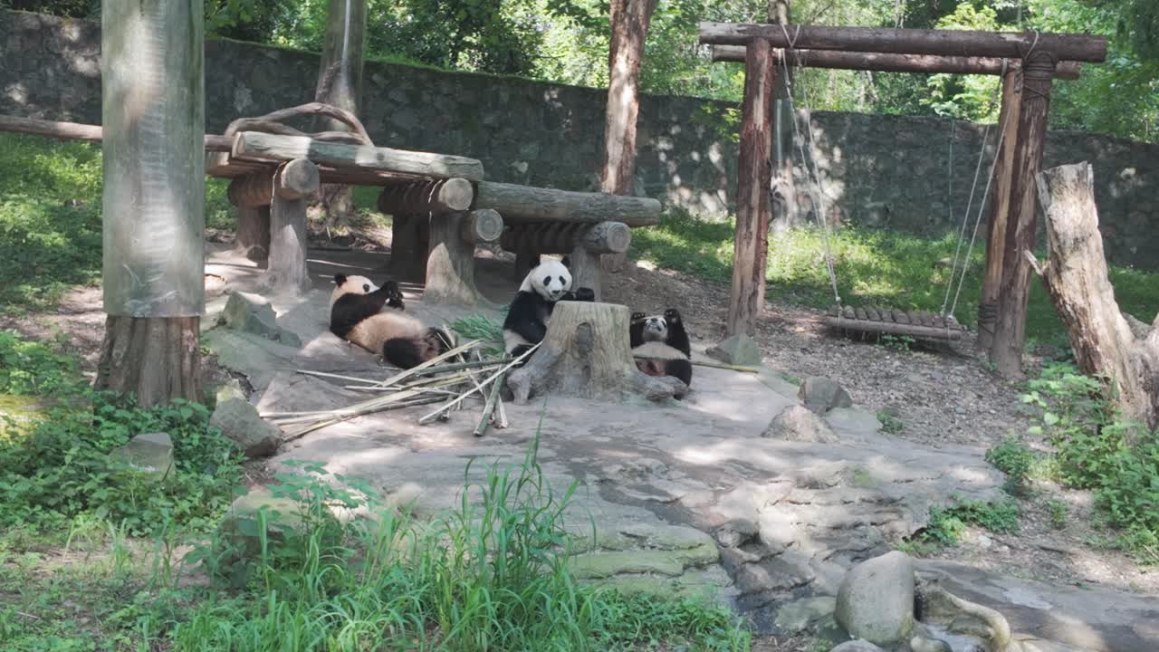 Giovani panda attivi al mattino che mangiano bambù, Centro Panda di Dujiangyan, Cina.