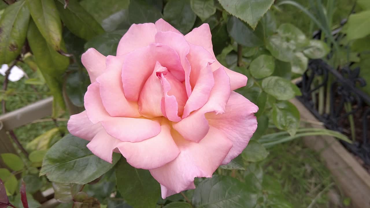 Rosa de compasión con pétalos totalmente abiertos.