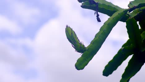 Dragon-fruit-plant-with-yellow-flower-taking-form,-sky-as-background