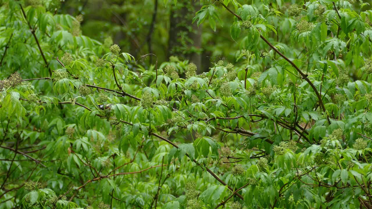 pájaro de teta de carbón en la rama de un árbol de ceniza en el bosque