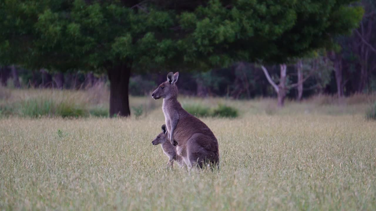 canguro gris oriental con joey al atardecer comiendo en campos de hierba en el país de victoria, australia