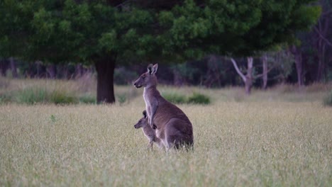 eastern grey kangaroo with joey at dusk eating on grassy fields in country victoria, australia