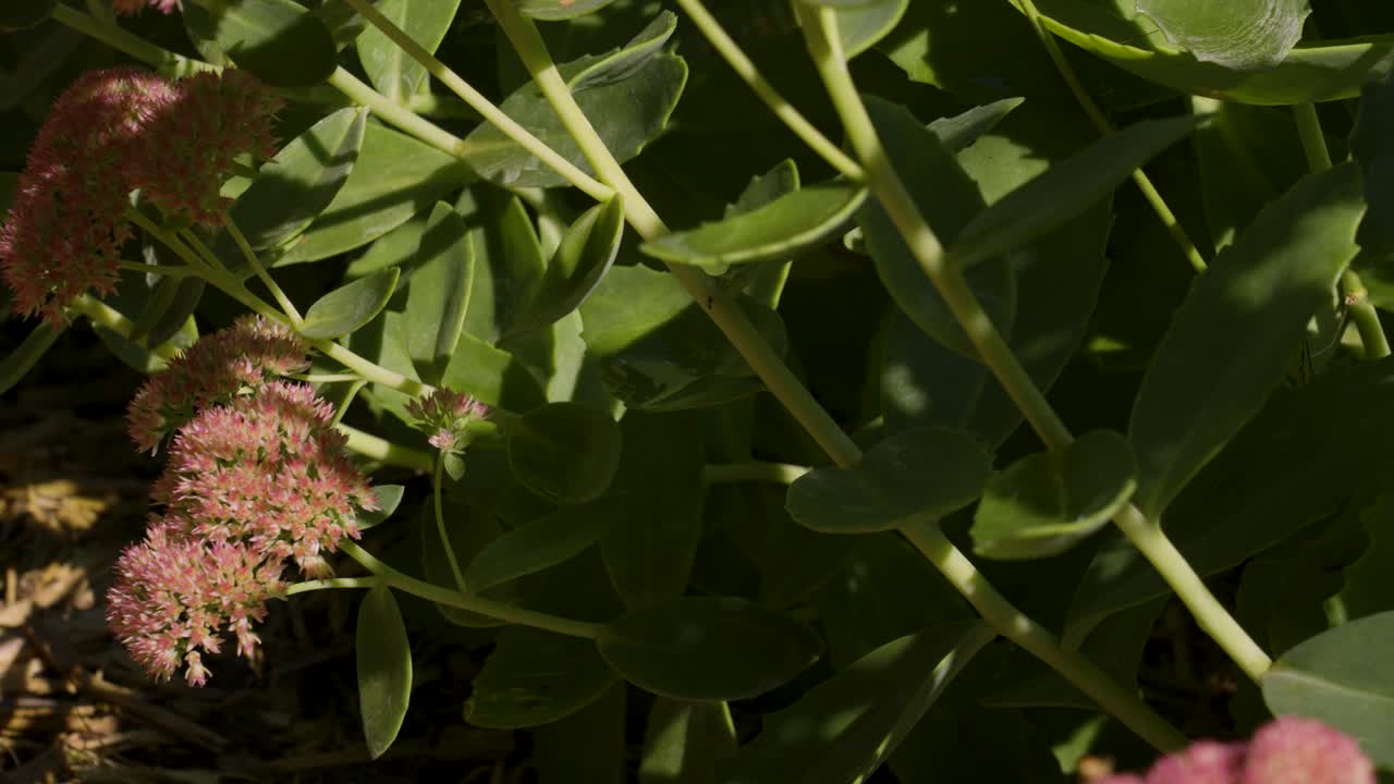 el tallo y la base de la planta amigable con los polinizadores