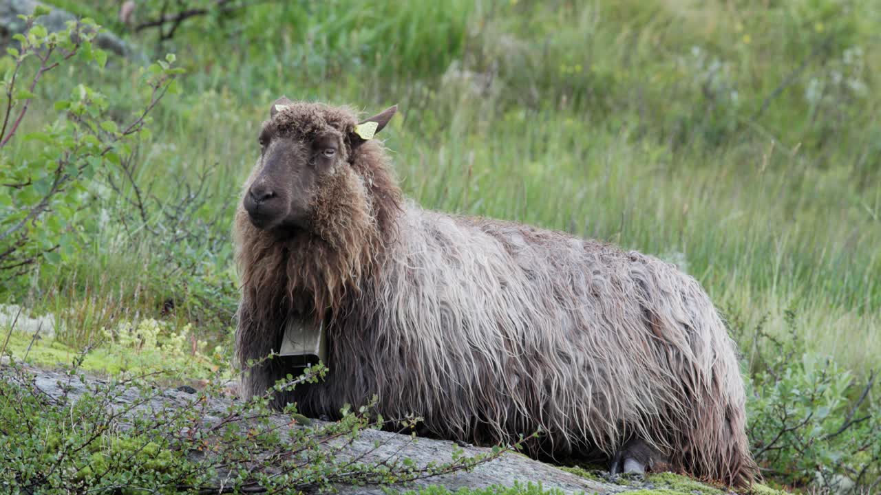 Fluffy Sheep Lying Down in a Field