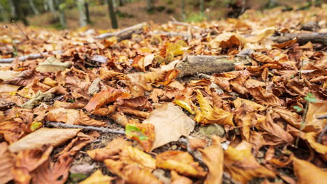 Tiro-Deslizante-De-Un-Suelo-Forestal-Cubierto-De-Hojas-Doradas-De-Otoño