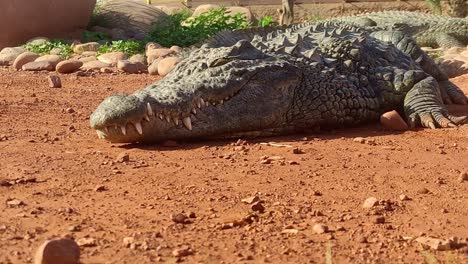 crocodile lies lazily in the sand and waits in the sun on the river bank