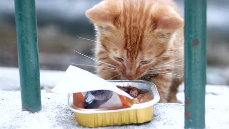 adorable kitten eating cat food