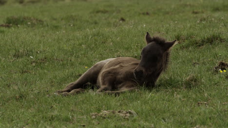 a young icelandic foal lays down in the meadow to take a rest