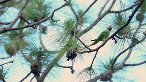 Close-up of a Slaty-headed Parakeet feeding on pine foliage.