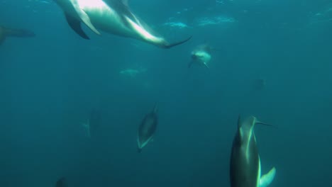 una hermosa manada de delfines oscuros nadando hacia la cámara, toma frontal submarina, cámara lenta