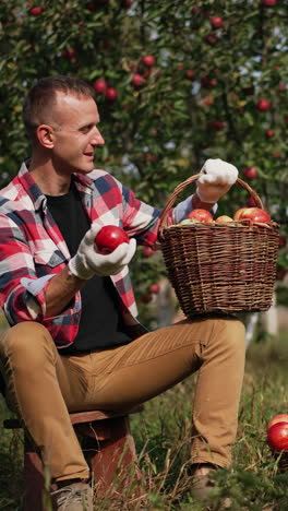 happy caucasian farmer rejoicing about the harvest of apples. man looks at full basket of fruit smiling and tossing one apple up. vertical video