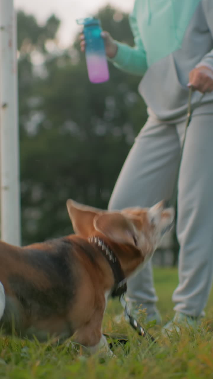활기 넘치는 비글이 목줄을 잡아당기며 공원에서 흰색 옷을 입은 여성 옆을 걷고 있어요. 스웨트셔츠를 입은 편안한 복장의 여성이 보라색 물병을 들고 있고, 비글은 아침 햇살 아래 푸른 잔디 위에서 목줄을 잡아당기며 즐겁게 움직이고 있어요.