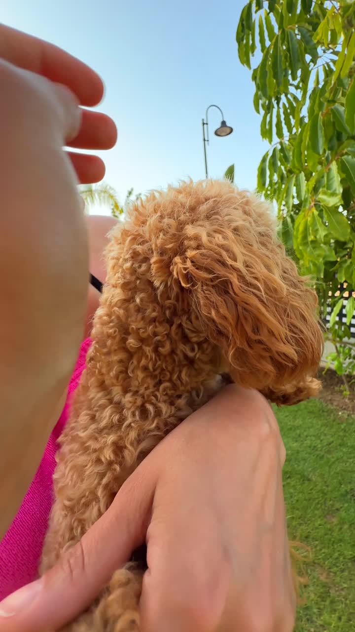 Woman holding a golden toy poodle