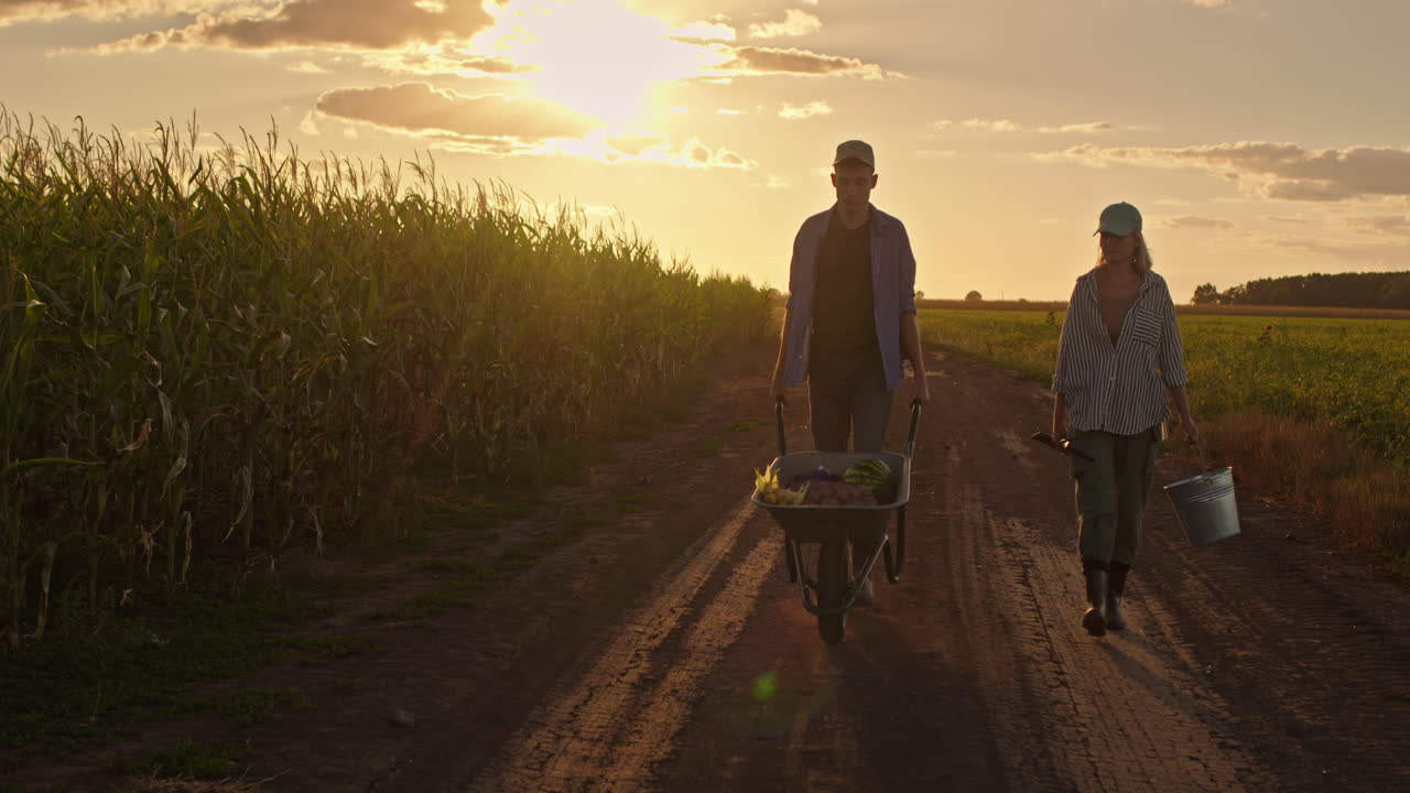 фермеры собирают урожай при заходе солнца