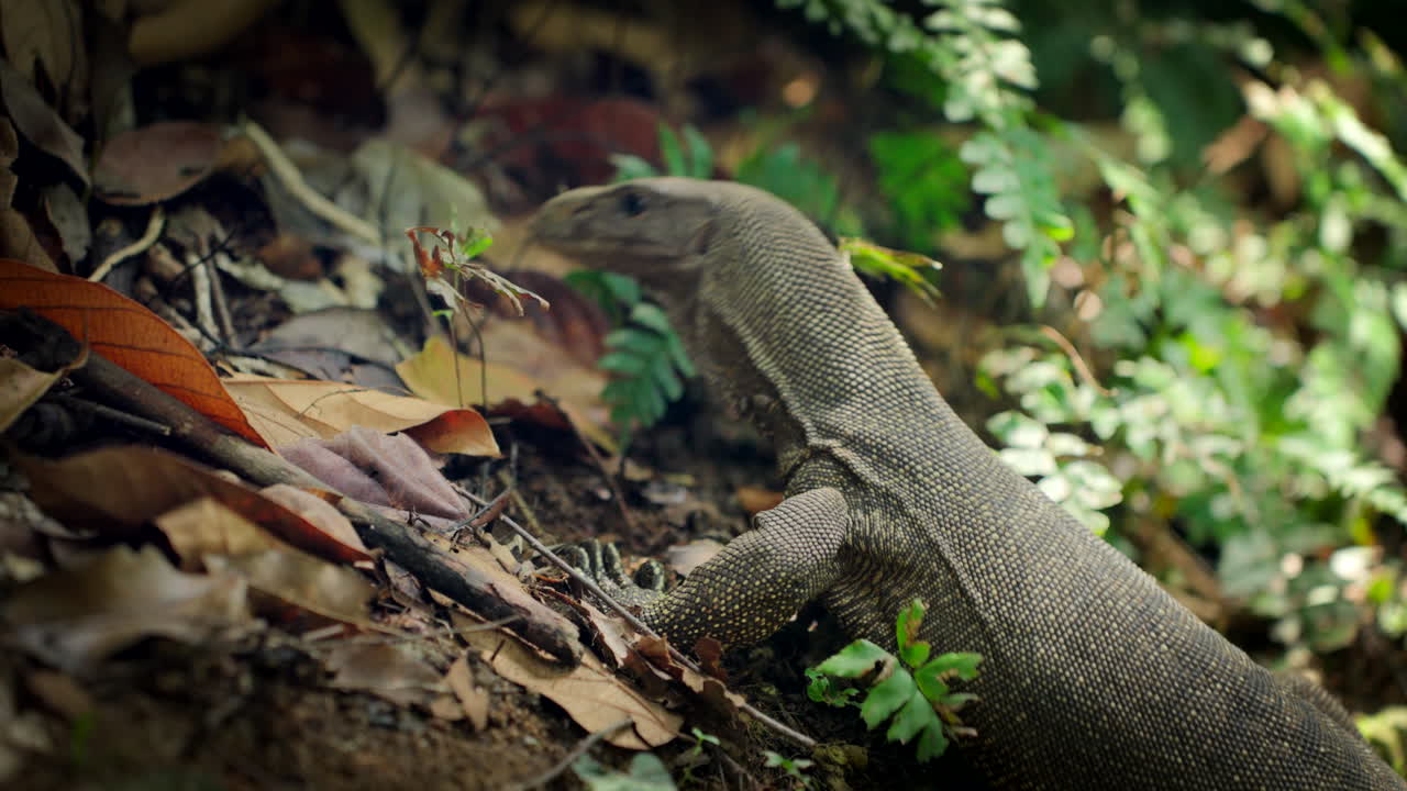 un enorme lagarto de monitoreo caminando por el bosque tropical en los jardines botánicos de singapur en singapur