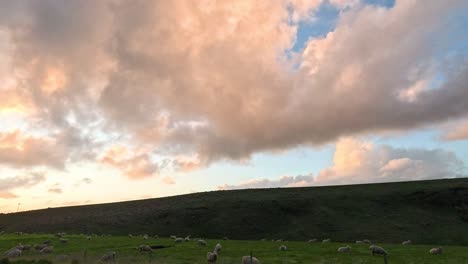 sheep grazing on a hillside at sunset