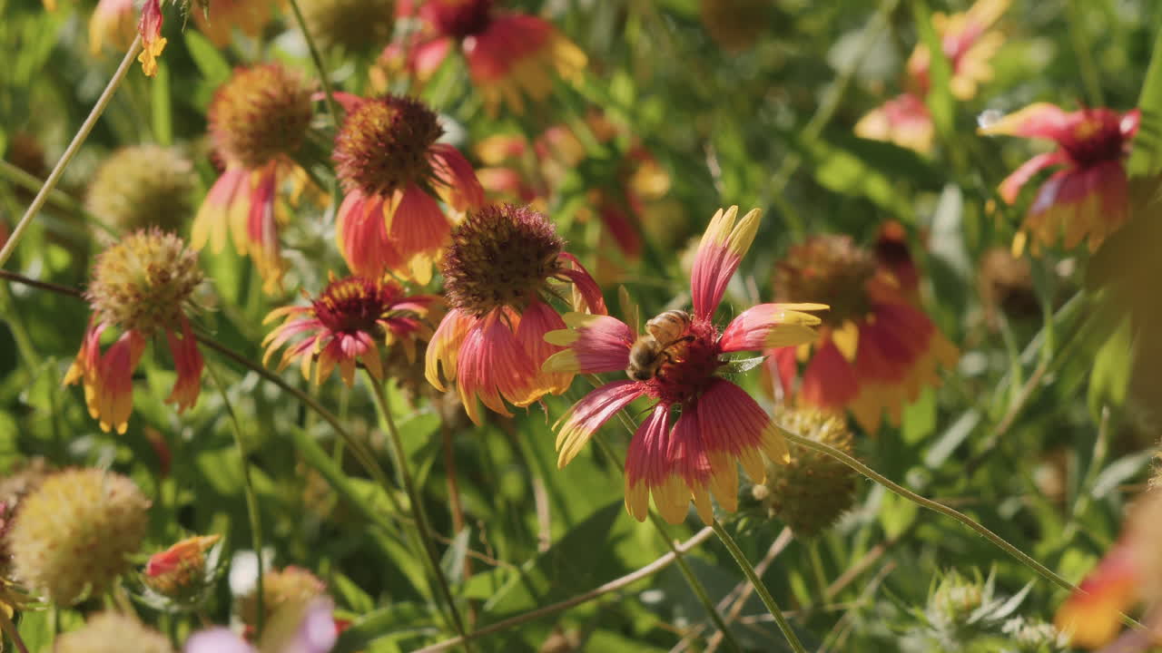 Un'ape che raccoglie il polline da un fiore selvatico Indian Blanket, nella regione del Texas Hill Country