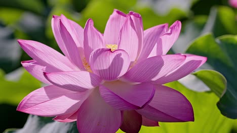 hermosas flores de loto en tokio ueno