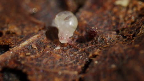 Pequeño-Caracol-Blanco-Bebé-Arrastrándose-Sobre-Hojas-En-El-Suelo-Del-Bosque,-Foto-Macro