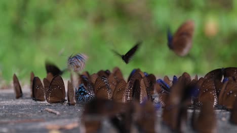 Blaue-Königskrähe,-Schmetterling,-Euploea-Camaralzeman,-Thailand