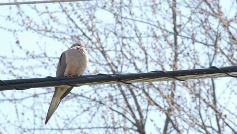 dove blinking while perched on a wire