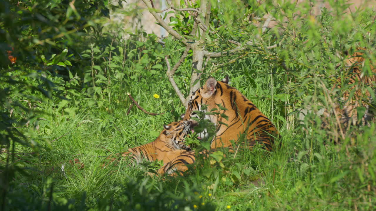 Sumatran tiger cub being groomed and licked with tongue by adult mother in green grass environment