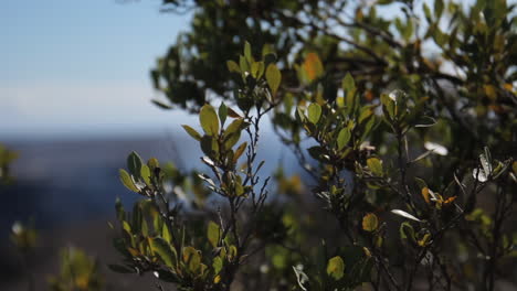 smoke comes from volcano with bush blowing in wind in hawaii