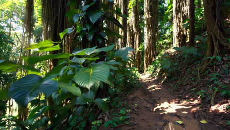 Jungle Path Through Lush Tropical Forest