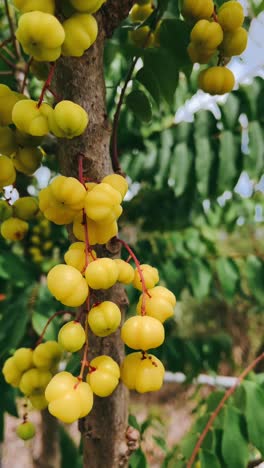 primer plano de los frutos del phyllanthus emblica (amla)