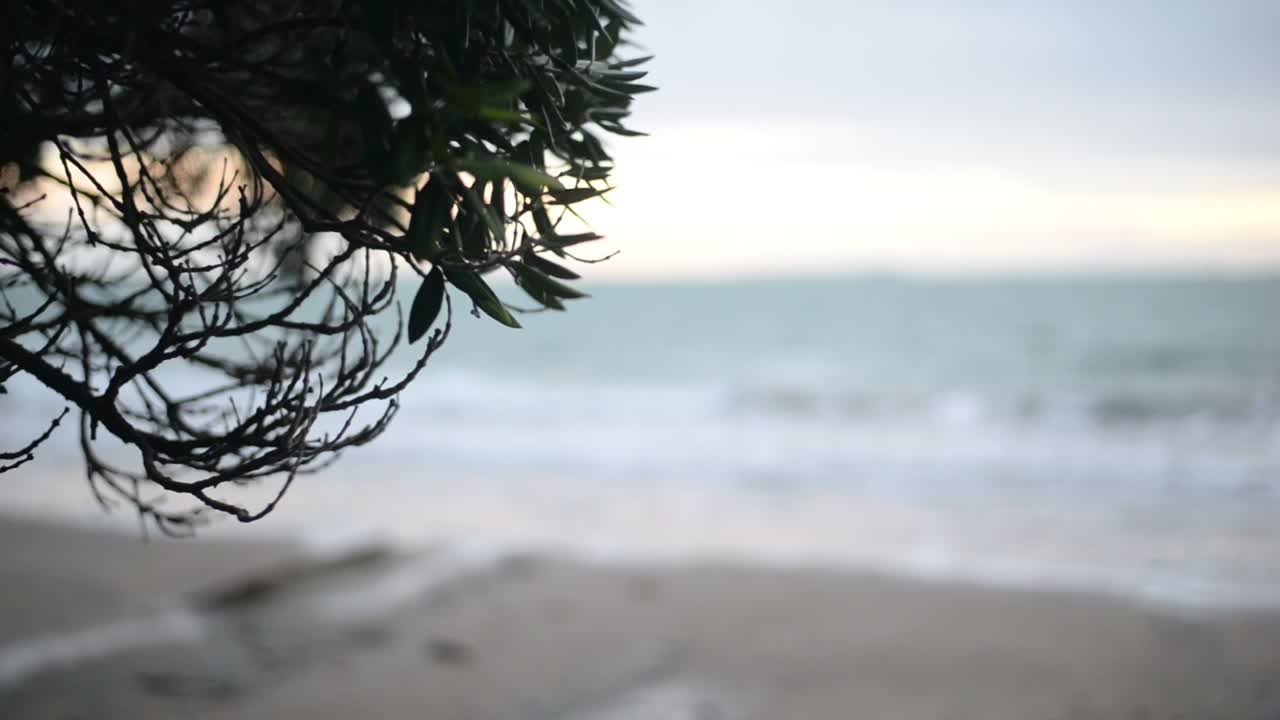 흔들리는 죽어가는 나무의 정적 샷