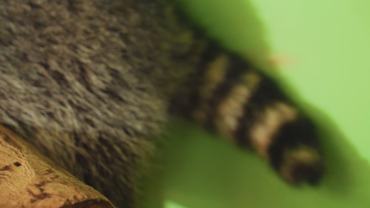 Striped raccoon tail waving over log and green backdrop, tight macro study of rings and fur texture, gentle motion captured in studio lighting, pattern focus for design and nature storytelling