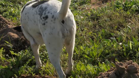 A-domestic-dog-hunting-and-sniffing-for-rodents,-close-up