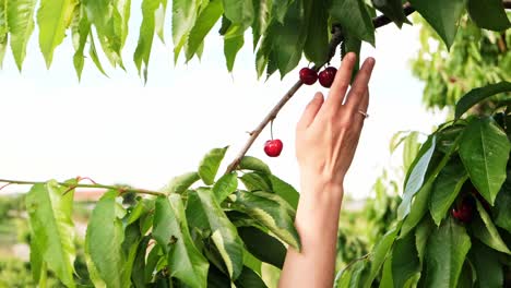 Una-Mujer-Alcanza-Para-Obtener-Las-Cerezas-Rojas-Frescas-Y-Maduras-De-Las-Ramas-Más-Altas-Del-árbol