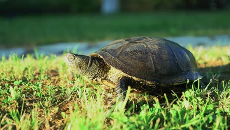 tortuga caminando por la hierba