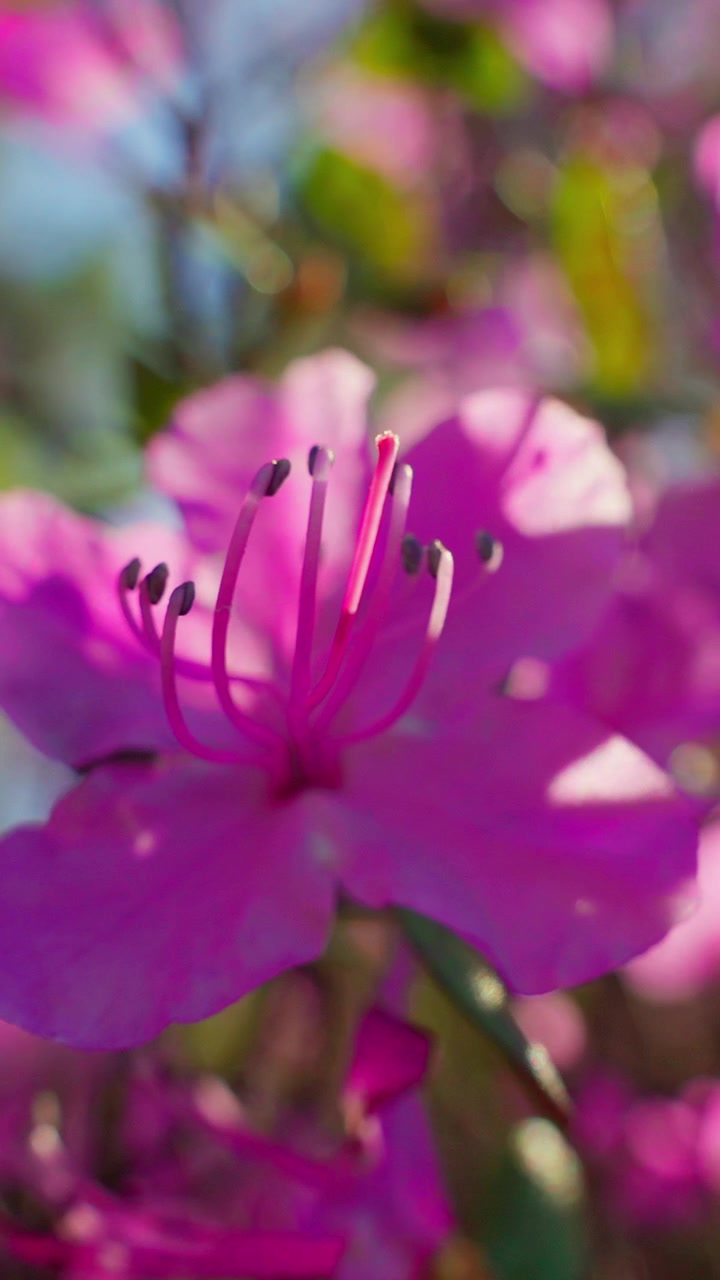 Bunga rhododendron merah muda cerah mekar di taman yang disinari matahari. Latar belakang fokus lembut meningkatkan warna cerah bunga. Kelopak melengkung lembut dengan benang sari halus terlihat. Sinar matahari alami menonjolkan tekstur kelopak.