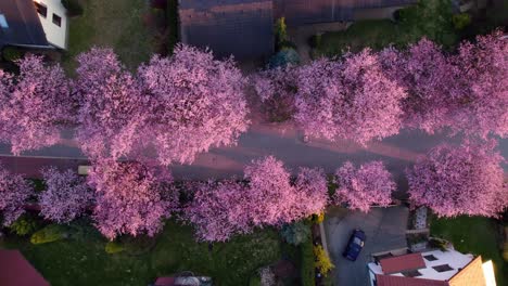 Callejón-Romántico-De-Cerezas-Rosas-Florecientes-Y-Sakura-Entre-Casas-Familiares-Y-Bienes-Raíces-En-La-Ciudad-Al-Atardecer