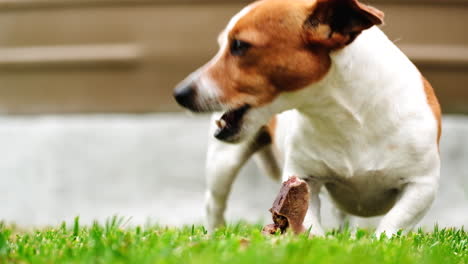 귀여운 잭 러셀 테리어 (jack russell terrier) 가 t-bone 스테이크의 잔해를 고 있습니다.