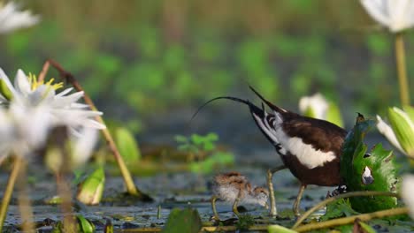 fasan mit schwanz jacana mit küken in wasserlilienblüte