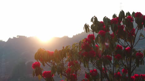 red rhododendron laligurans in the jungle of nepal.