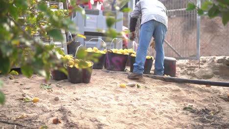 Recogiendo-Limones-De-Los-árboles-De-Cítricos-Y-Los-Trabajadores-Agrícolas-Arrojándolos-Desde-El-Capazo-A-Cajas,-Seleccionando-Los-Mejores-Con-Las-Manos