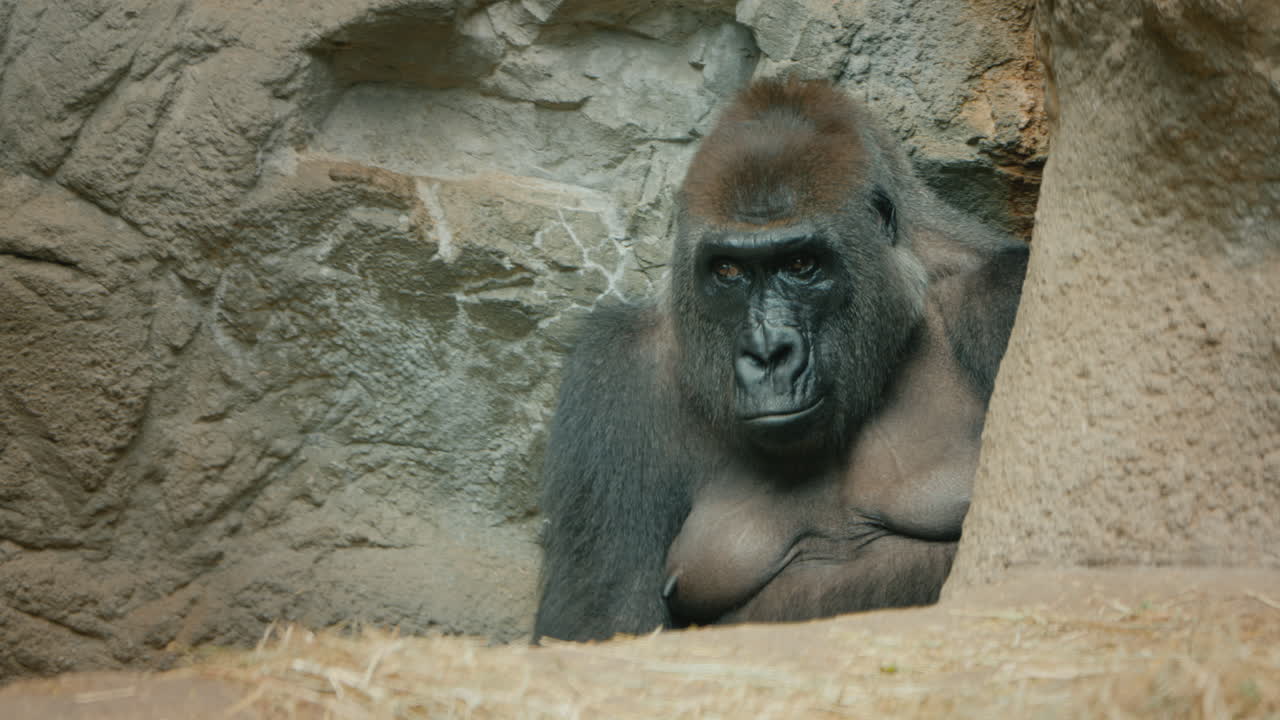 Grande gorilla seduto tra le pietre.