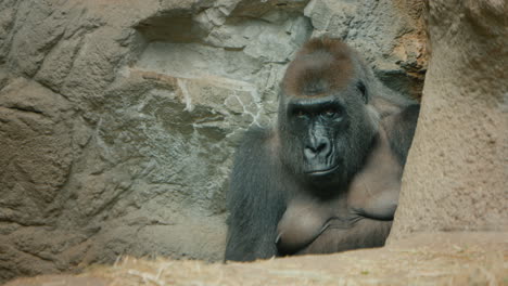 big gorilla sits among the stones