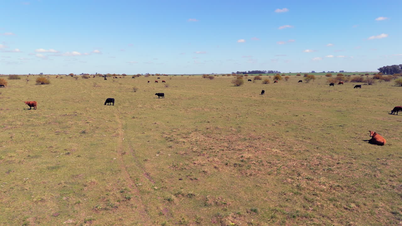 Veduta aerea di un grande campo arido con bestiame al pascolo durante un periodo di siccità. Argentina. 4k.